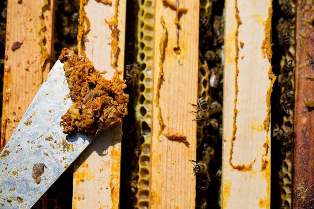 Прополис пчелиный натуральный как выглядит фото