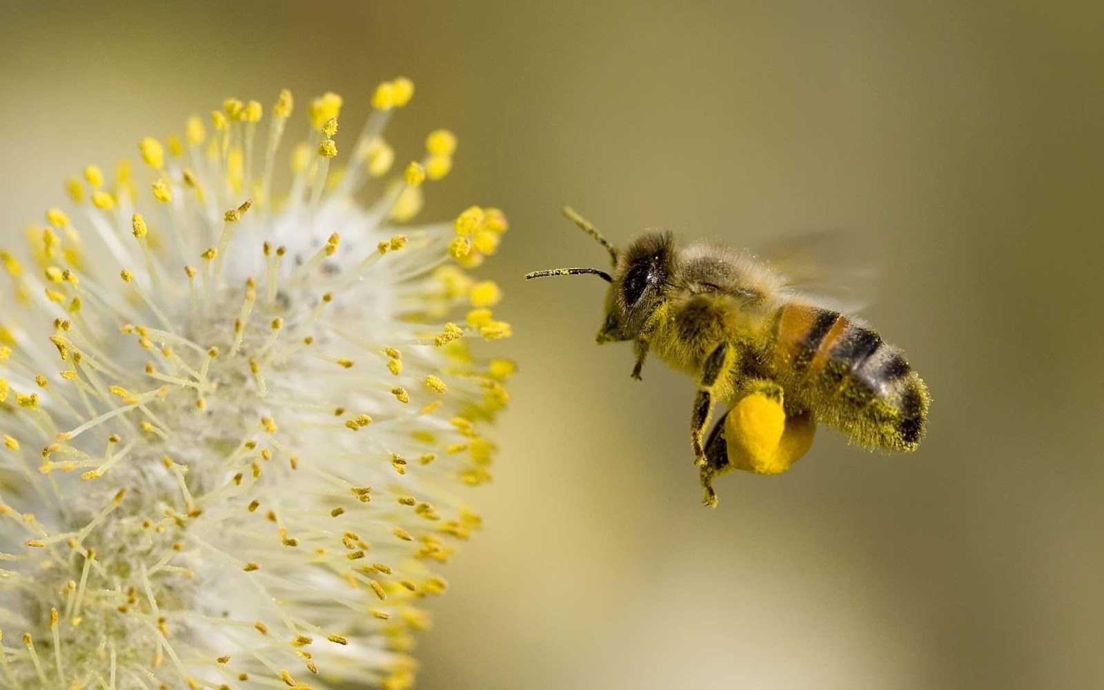 Пчелиная пыльца (Bee pollen)
